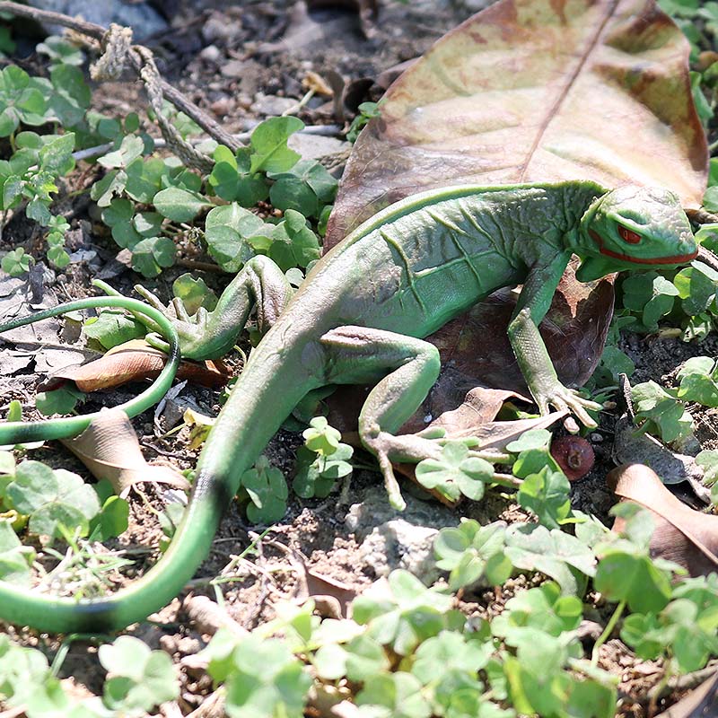 Oenux ฟาร์มป่าจําลอง Lizard ค้ - Model Kit Lizard บทวิจารณ์และราคา